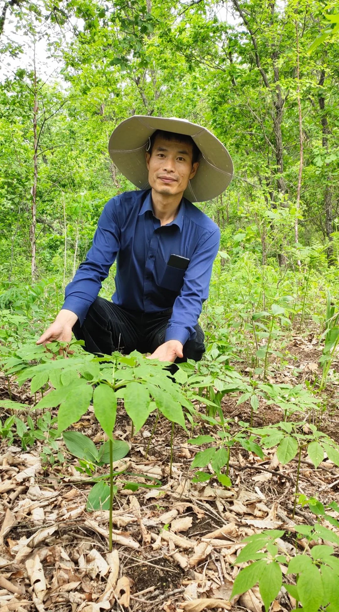 农村种植创业小伙子,东北林下参种植前景
