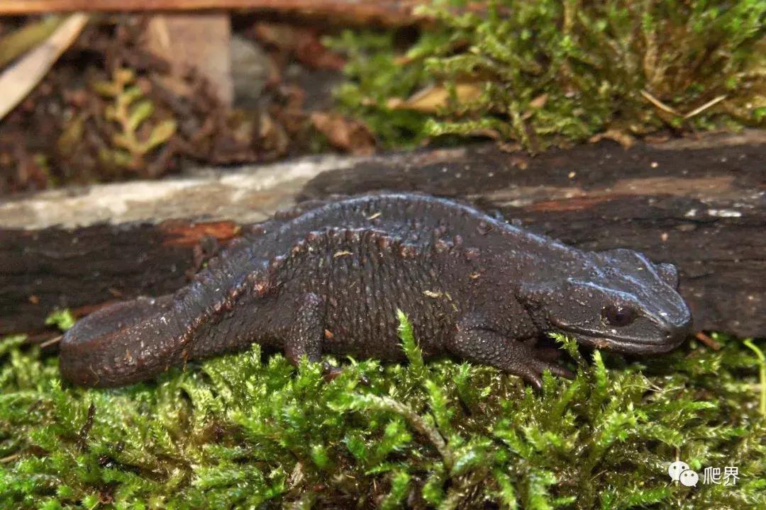 二级濒危保护物种蝾螈,濒危蝾螈