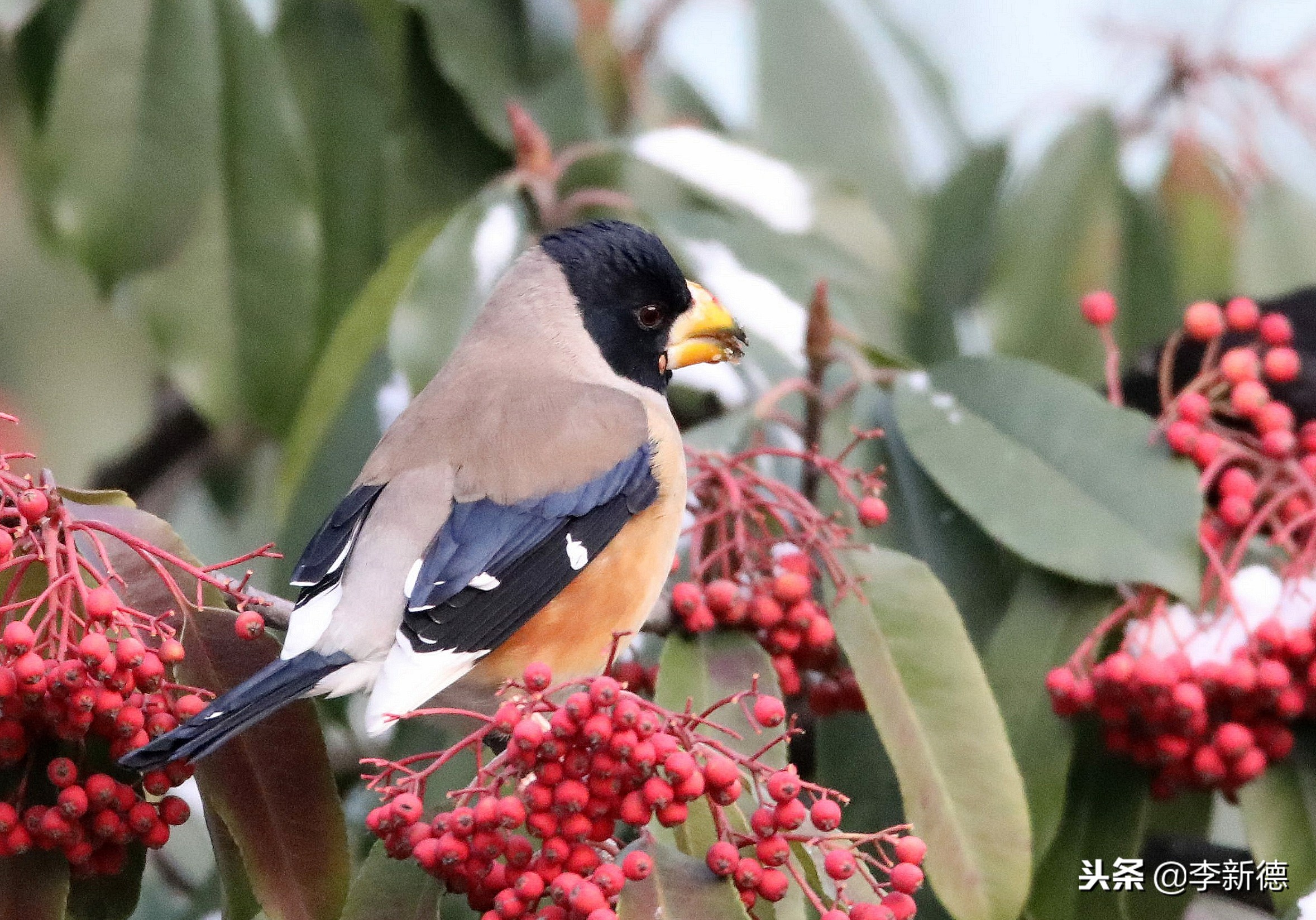 合肥拍到的小鸟,合肥乌鸟