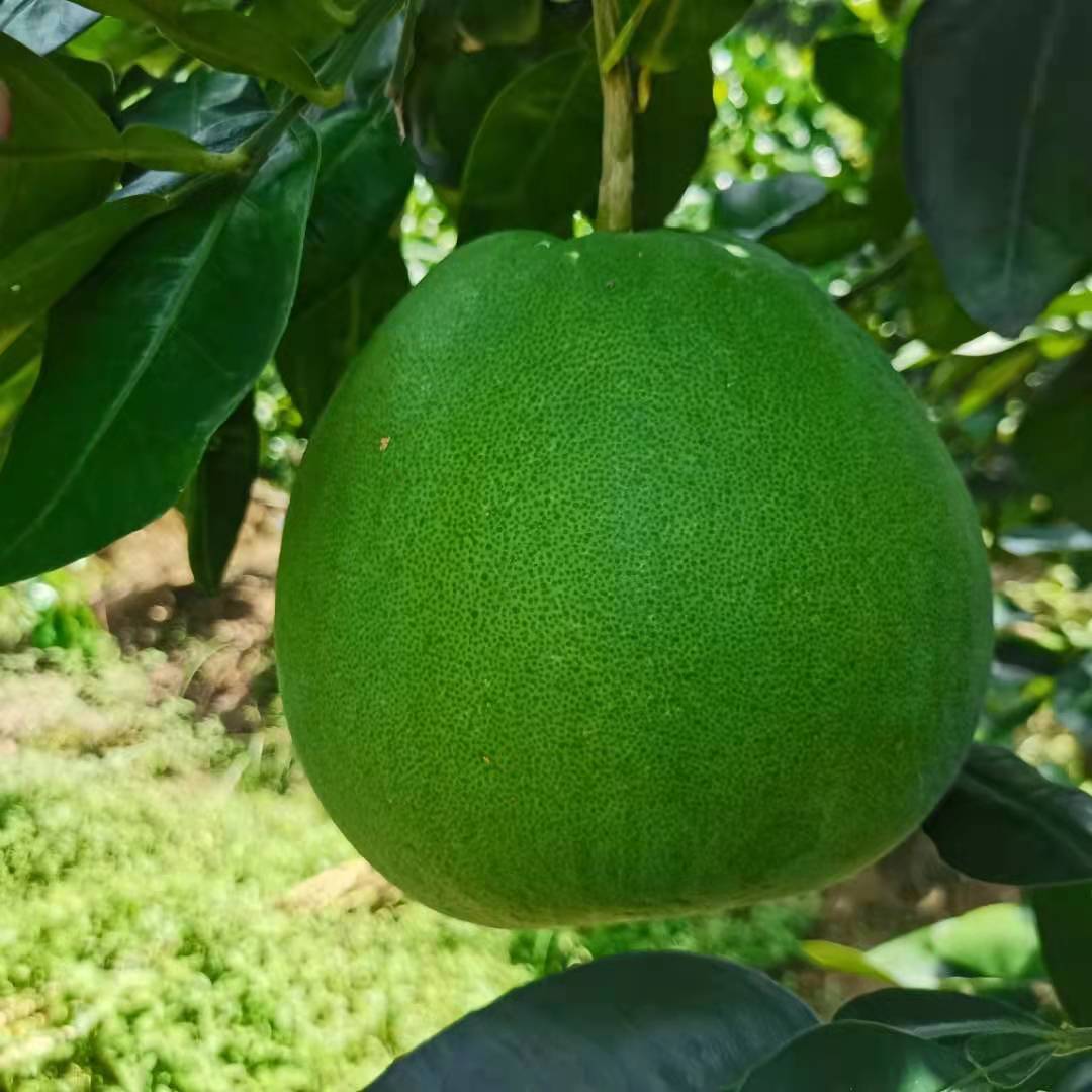 种植柚子的禁忌是什么,种植柚子遇到难解决的麻烦问题