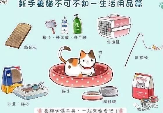 新手养猫注意事项以及幼猫到新家,新手养猫养什么猫又便宜又好养