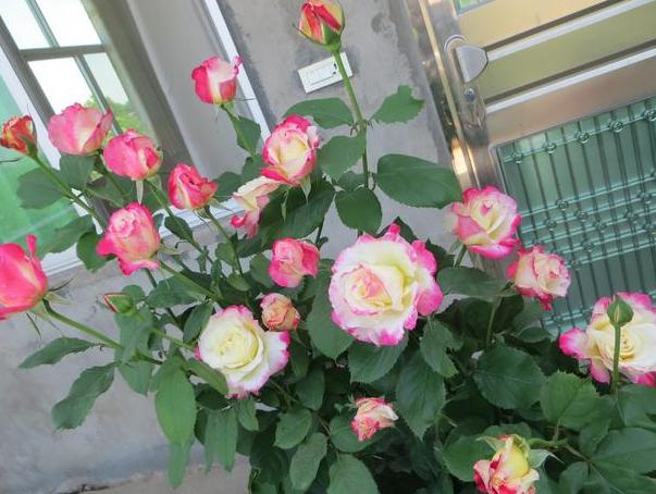 月季花有鸡粪怎么处理,养月季用什么粪