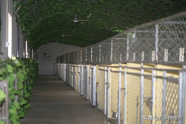 运城有派多格宠物店吗,派多格宠物加盟费多少钱