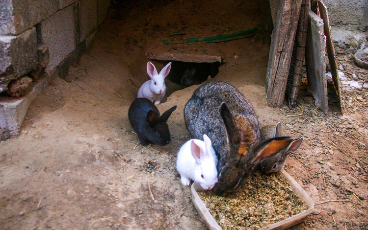 养兔的技术和养殖方法,养兔技术家兔饲料的种类介绍