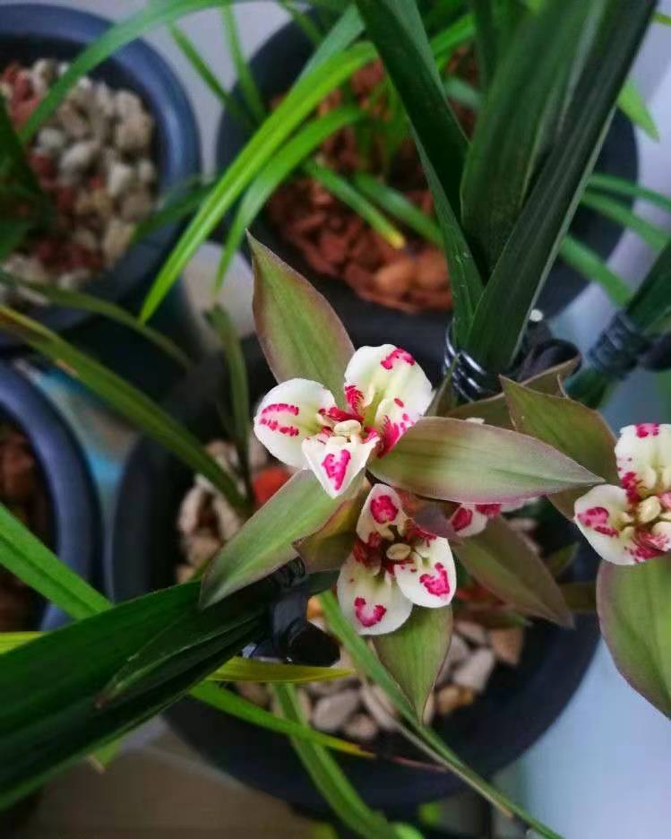 四川艺兰品鉴会上一盆标价高达1680万春剑多艺，曾轰动整个兰界