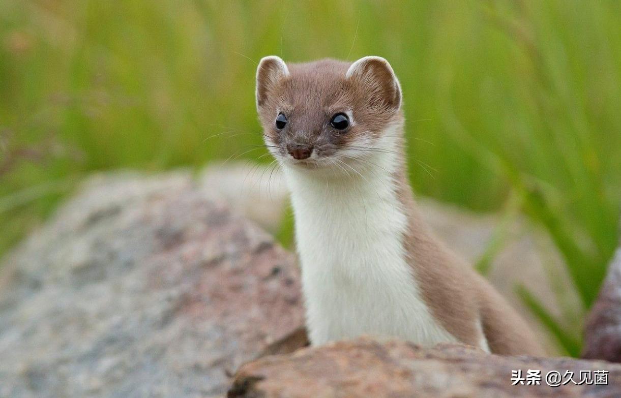 黄鼠狼为什么要放生,捉到黄鼠狼需要放生吗