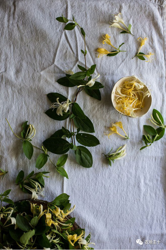 院子里种什么十多年后价值很高,院子里种什么最值钱