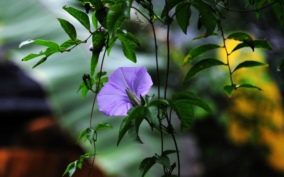 牵牛花小盆栽种植教程视频,牵牛花喇叭花怎么种