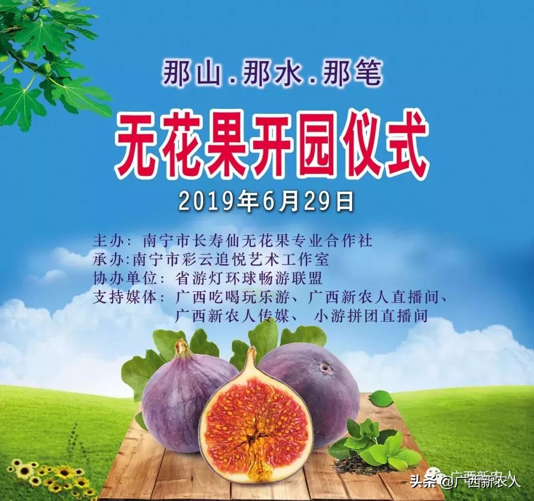 南宁那笔村无花果,南宁摘无花果