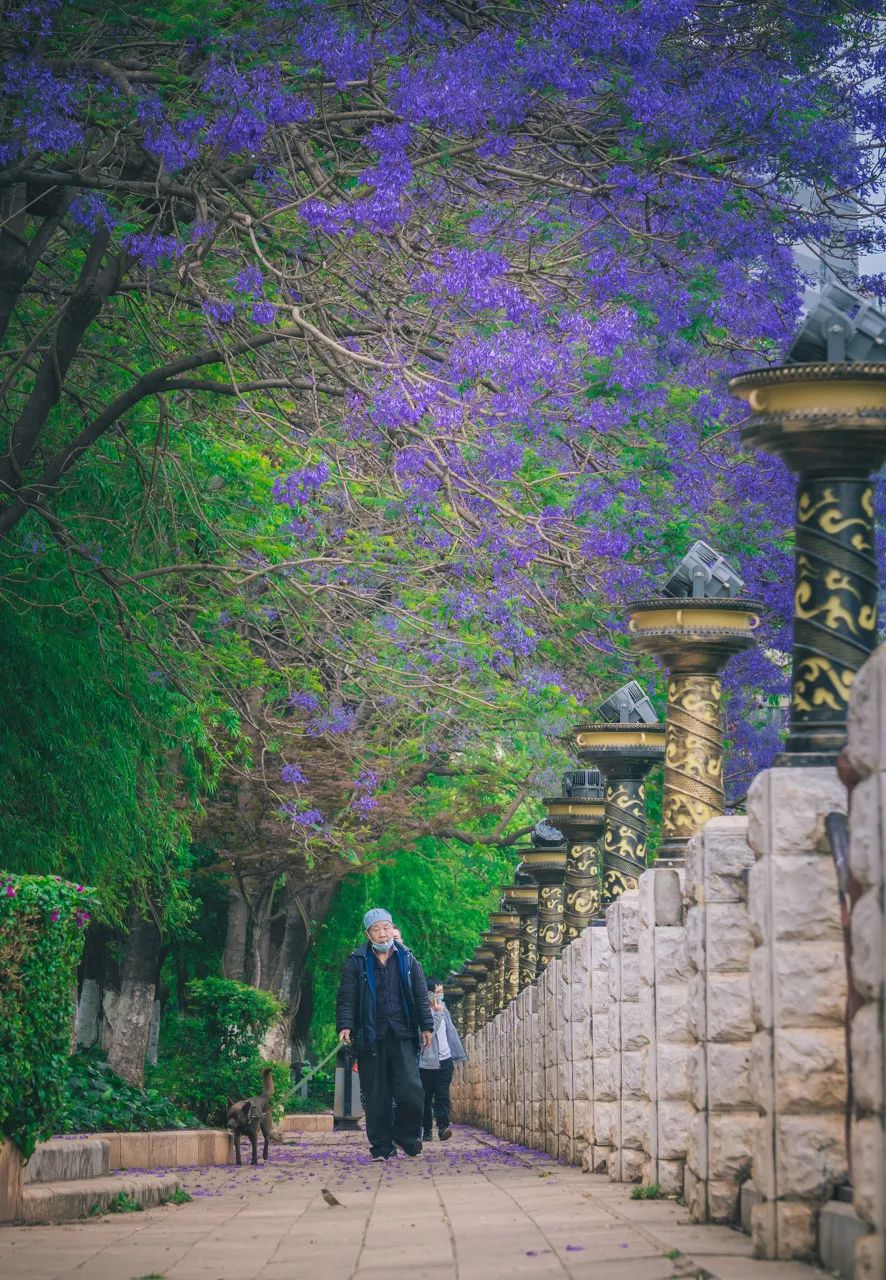 被大理丽江掩盖风头又怎样？它才是云南No.1！5月它太美了