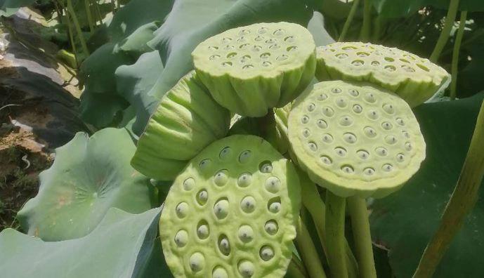 山东农产品对接平台运营数据,山东生鲜农产品运营平台