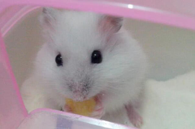 怎么教仓鼠在浴沙洗澡,怎么给仓鼠洗笼