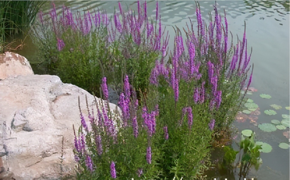 房内大缸水养植物,喝水的缸子养什么植物好看