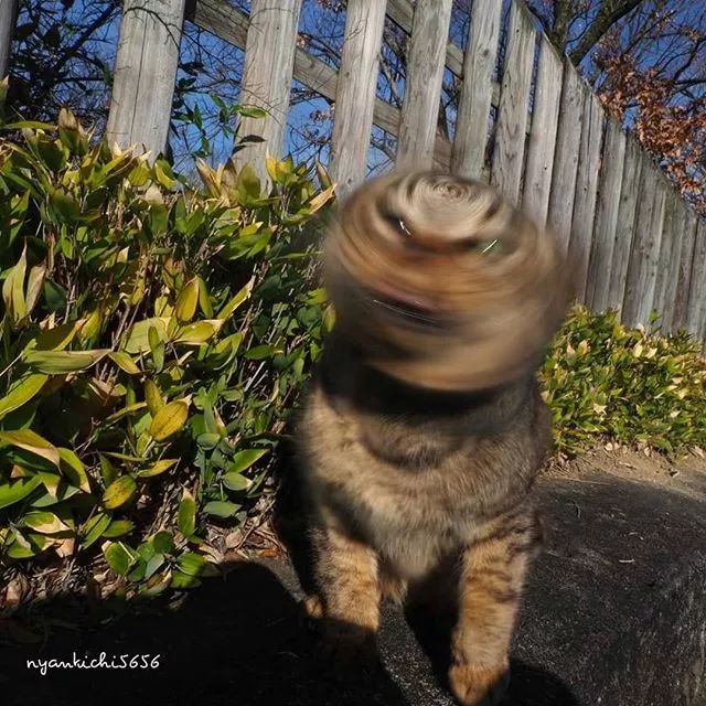 镜头下的猫视频,盘点那些可怜的流浪猫