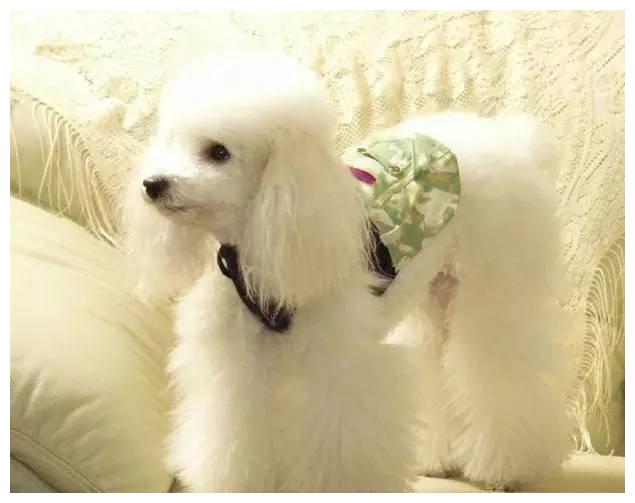 狗狗品种大全及介绍,狗狗品种大全带你走进狗狗的世界