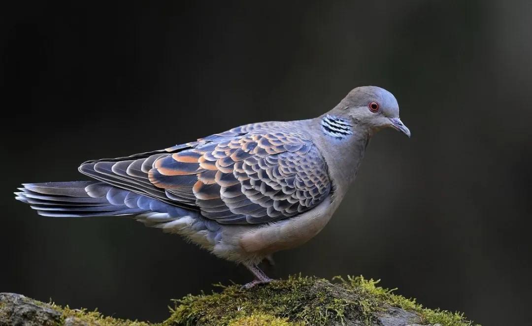 【拍案】吃斑鸠能治病？他们听信偏方拿起弹弓……