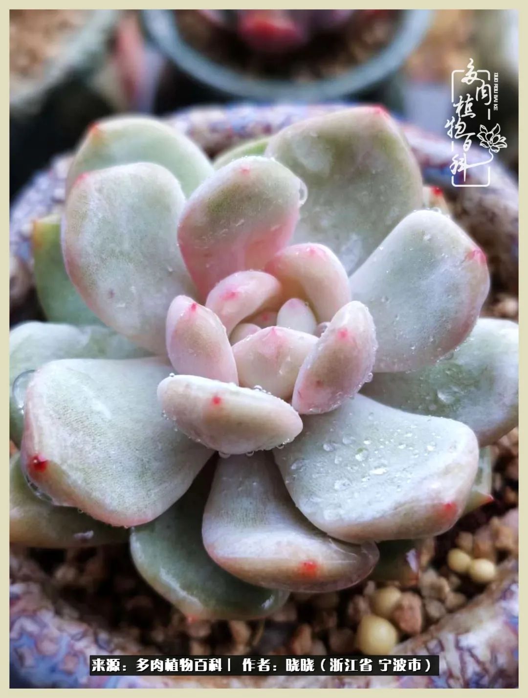 对多肉的热爱深入骨髓,当激情退却希望你依然保持热爱