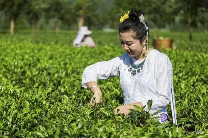 探寻世外桃源,凤庆滇红茶景区