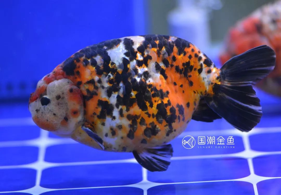 中国金鱼历史简介,中国金鱼鉴赏与文化