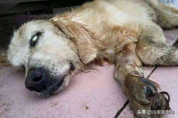 宠物狗意外去世怎么安慰,宠物狗急救方法