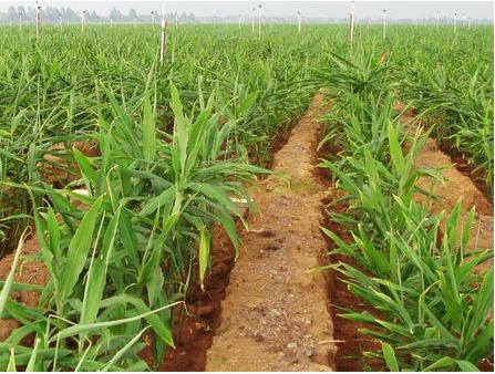 生姜新品种及种植技术有哪些,生姜种植技术生姜采收保存技术