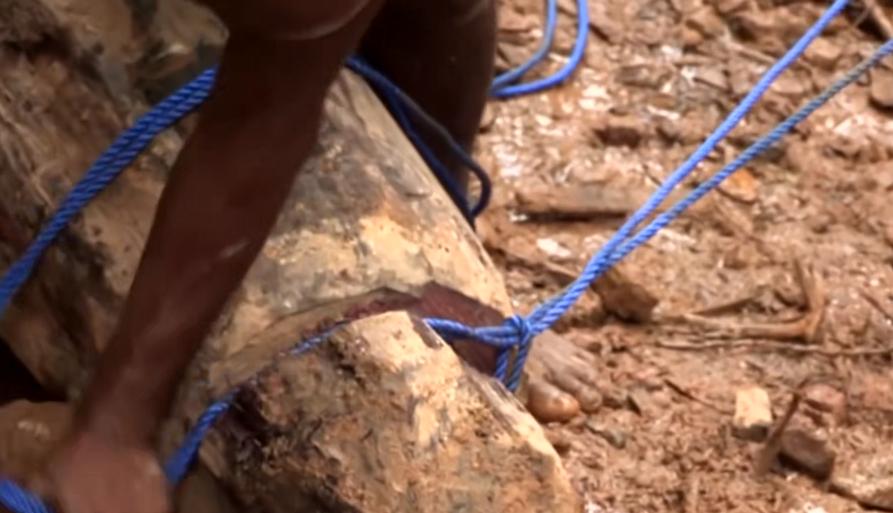 实拍非洲紫檀木*私走**全过程：护林员做*私走**，一根紫檀木赚三万