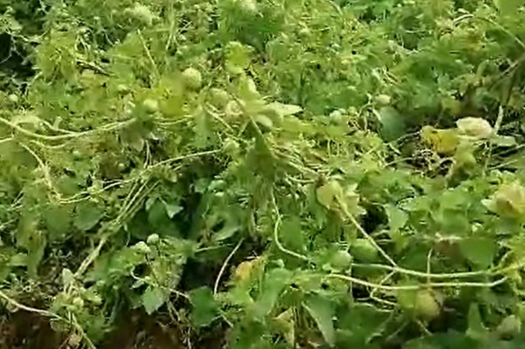 党参枝叶图片,党参植物形态图