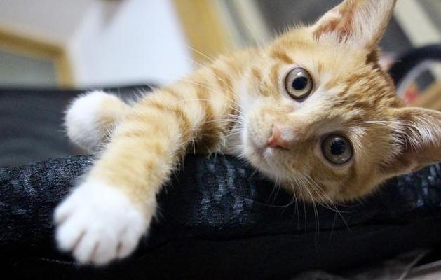 八种方法如何捡到可爱的小奶猫,捡到小奶猫怎么处理不能养