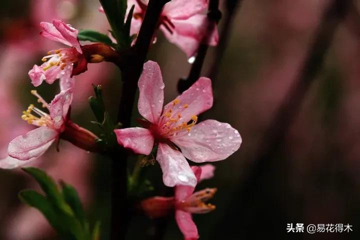 疆果新疆特产薄皮核桃,新疆的扁桃优良品种有