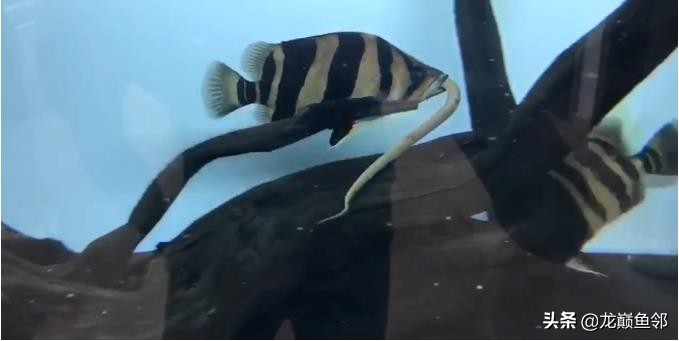 巴西亚能和飞凤一起混养吗,金龙巴西亚飞凤混养