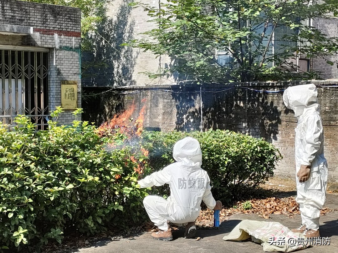 马蜂在住宅地方筑巢危险吗,马蜂住在房檐是好还是坏