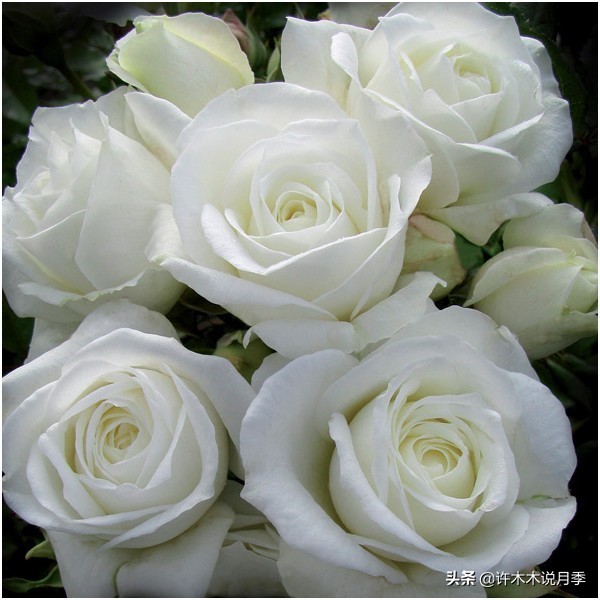 月季品种大全大图欣赏,美到窒息的月季品种图片