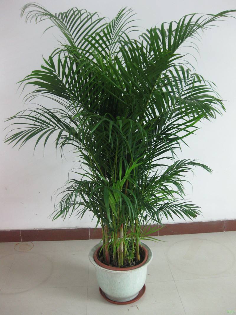 适合客厅养的十种花,客厅最好养的10种花排名