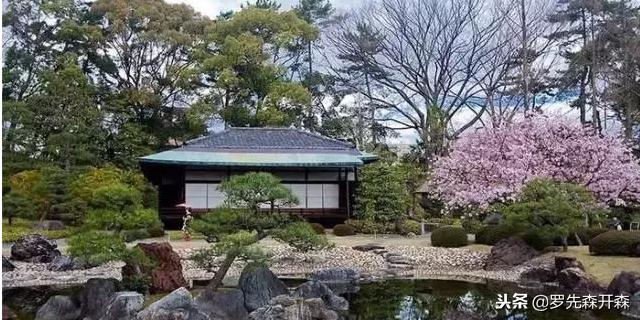 景观木庭院,日式庭院景观树高端大气上档次