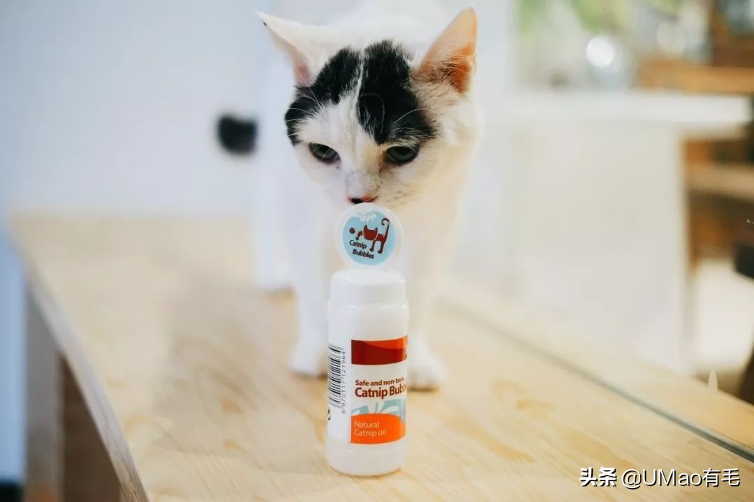 我们败了两款新型“猫*品毒**”孝敬主子，你猜哪种比较受猫欢迎？