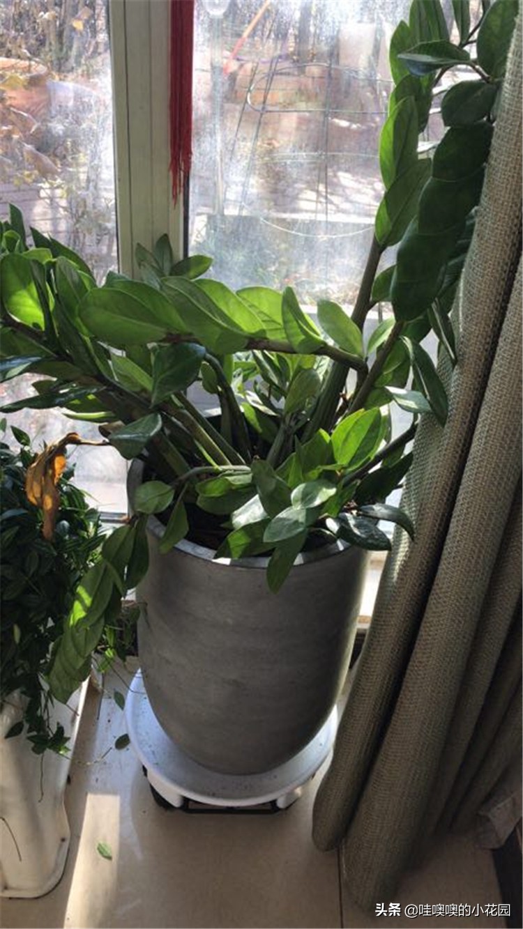 金钱树往下趴要怎么弄,金钱树倒伏