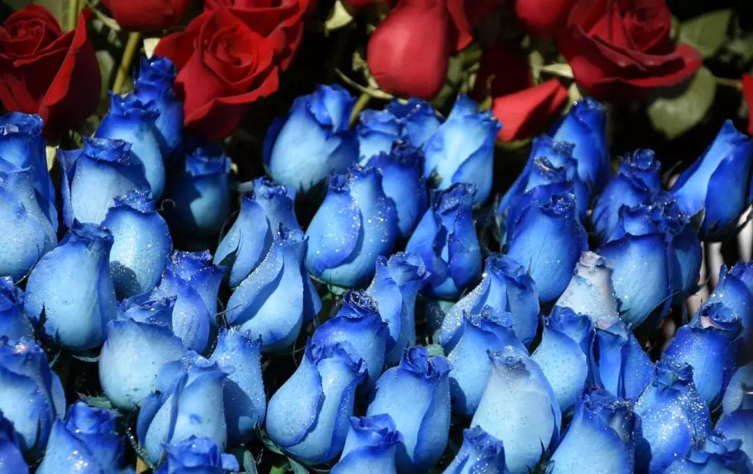 南沙百万葵园玩的景点推荐,广州南沙百万葵园