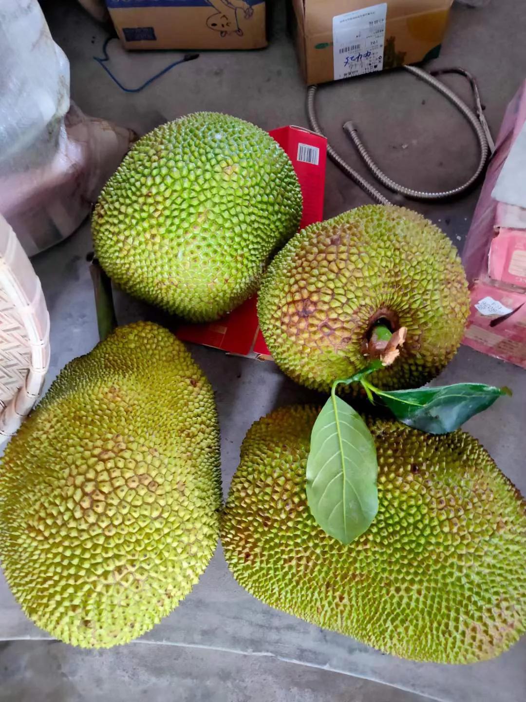 海南特产黄肉菠萝蜜怎么吃,大闸蟹菠萝蜜