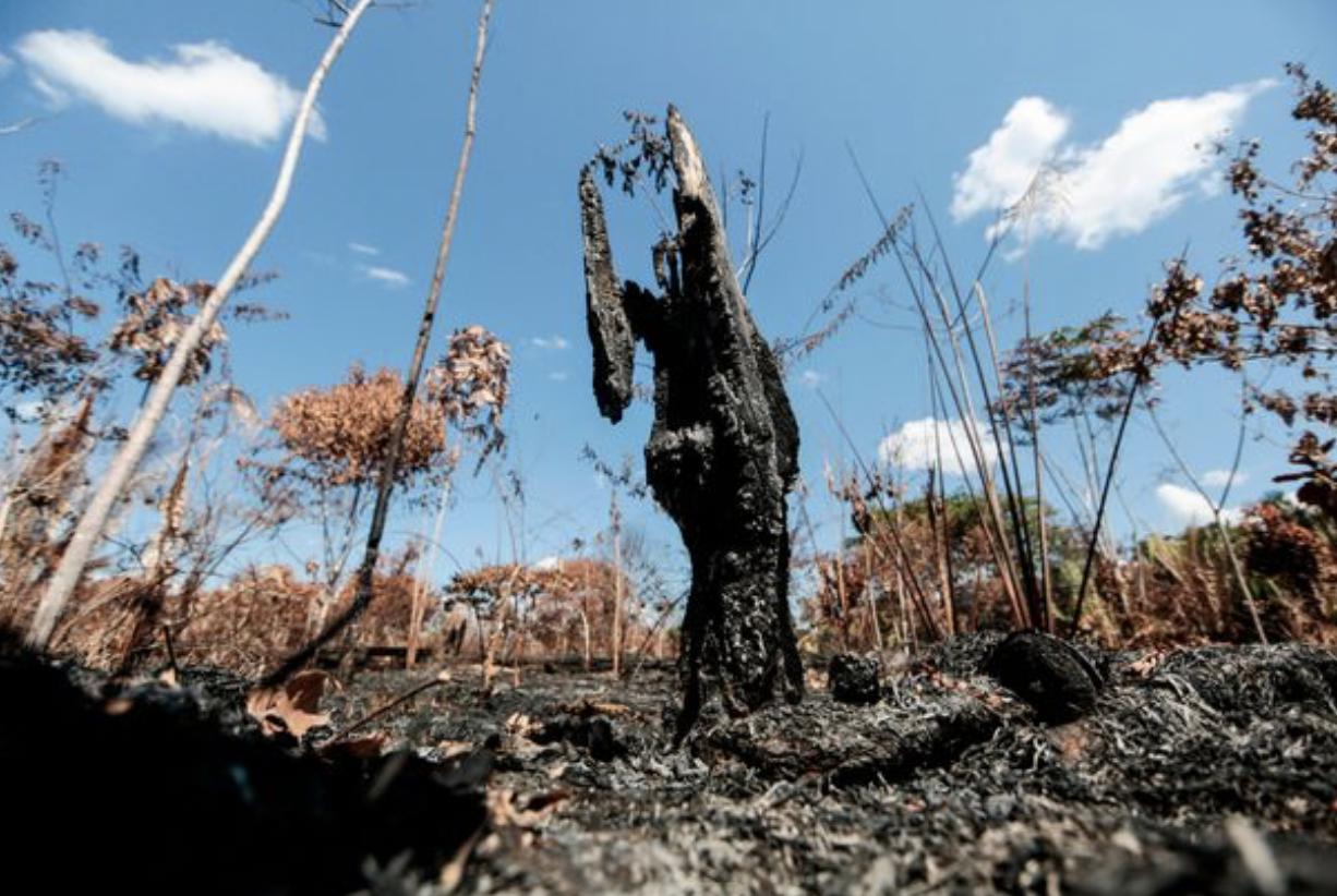 生灵涂炭哀鸿遍野寸草不生,巴西森林大火最新