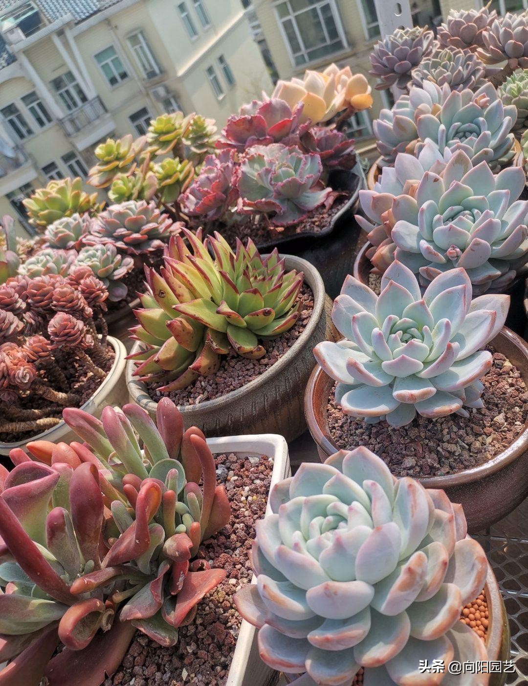 好看好养的植物推荐,最受欢迎的10大多肉品种