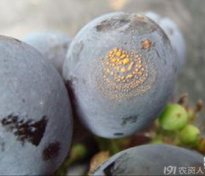 葡萄8月管理,葡萄八月的霜霉防治