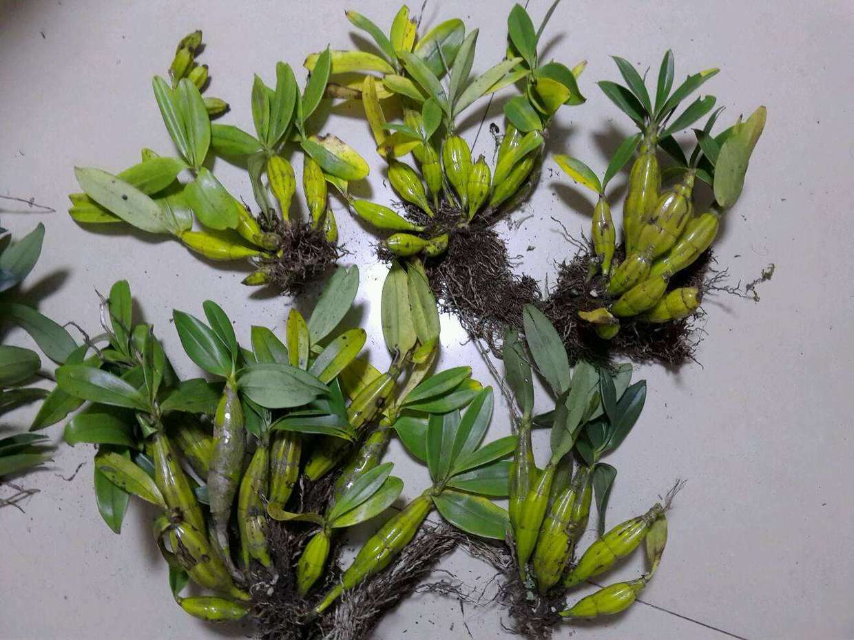 长在石头上的石斛,可以种石头上的石斛有哪些品种