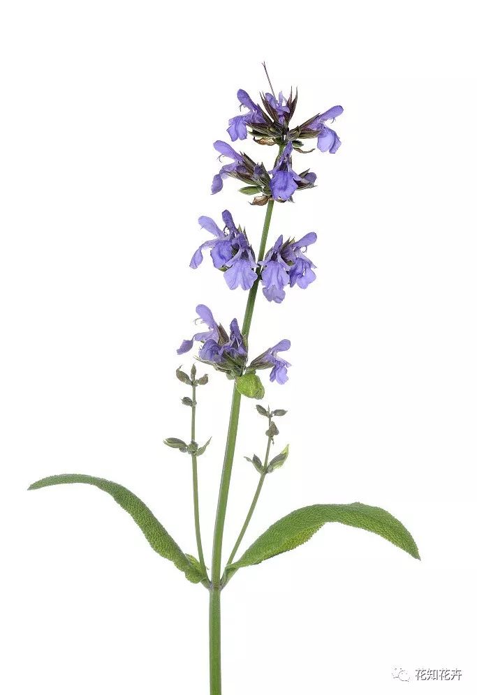 衣草精油真假辨别方法视频,薰衣草真假辨别图解大全