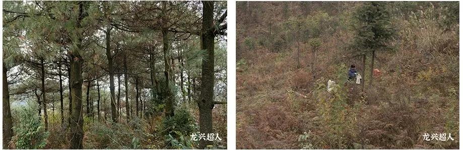 贵州道地药材天麻,道地药材天麻之乡