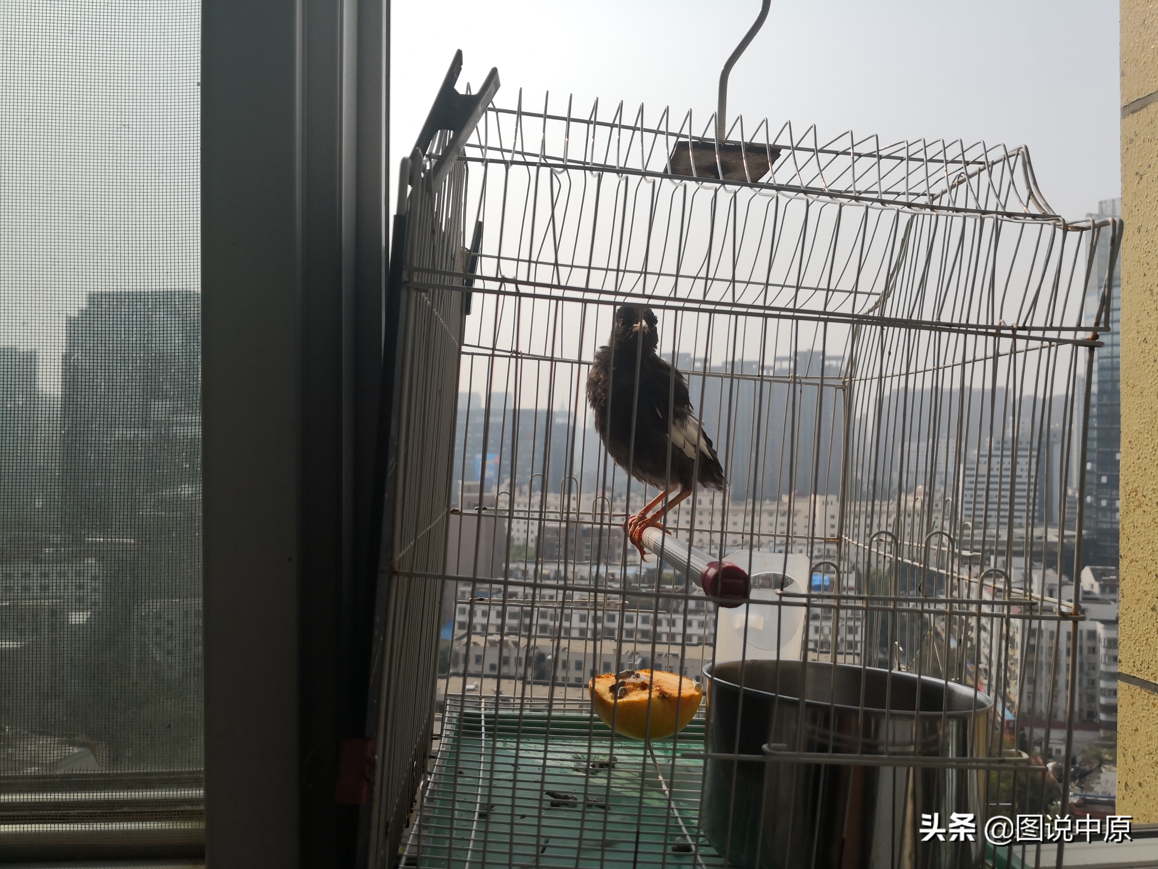 鹩哥飞走了怎么能让它回家呢,鹩哥飞走了认路回来吗