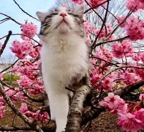 疫情期间，我家猫却发情了，我该怎么办？