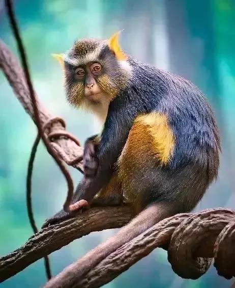 全世界总共有几种猴子,世界上最稀有的猴子是哪种猴子