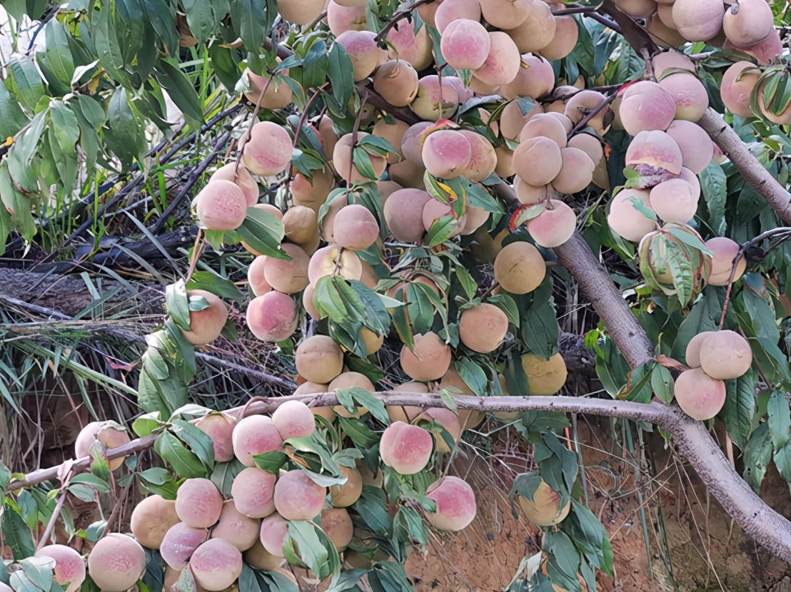 鬼哥的五万里D86丽江和大理哪个是你的菜（祥云县-南华县）