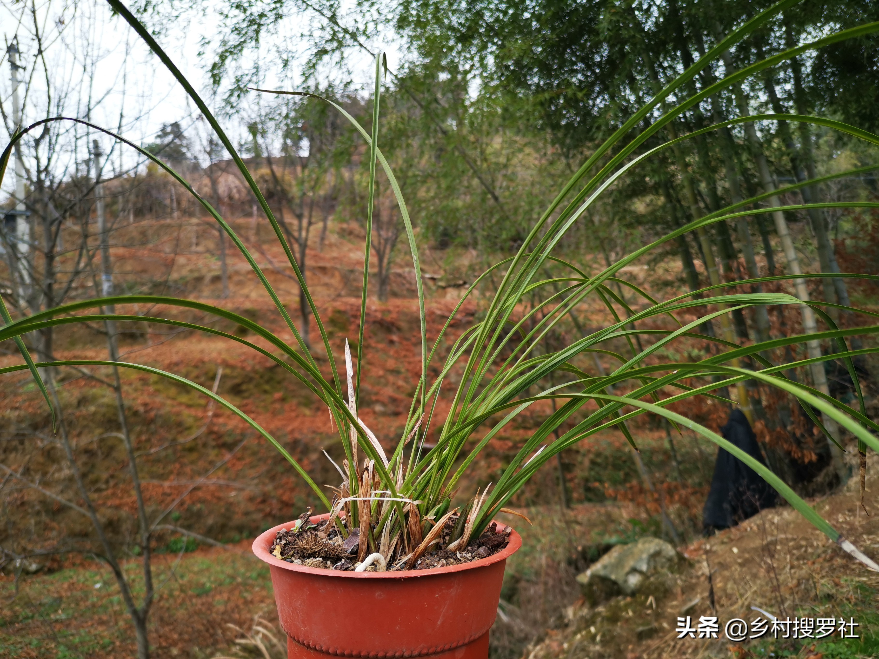 兰花长出了花苞如何让它长快一些,已有花苞的兰花怎么管理好