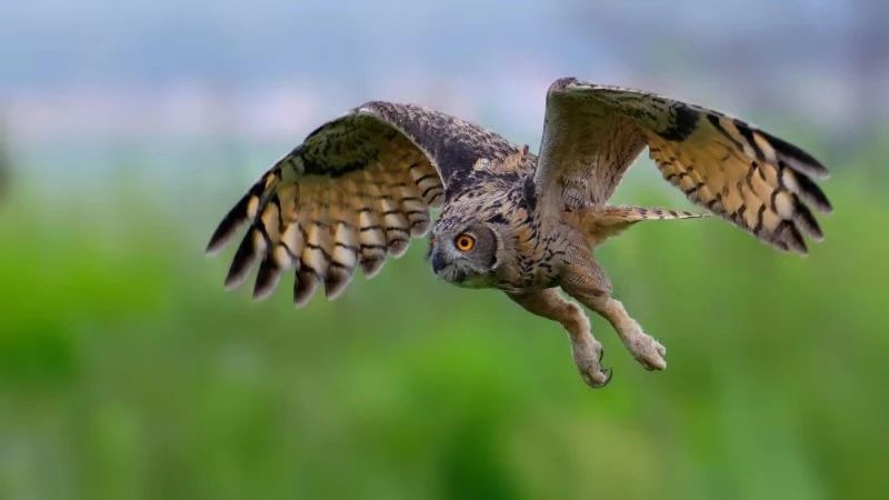 天空霸主鹰傲天,天空霸主
